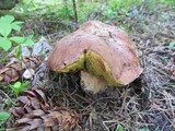Boletus rex-veris image