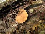 Galiella rufa image