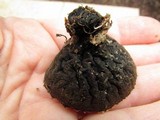 Galiella rufa image