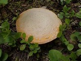 Amanita aprica image