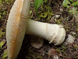 Amanita aprica image