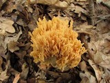 Ramaria formosa image