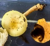Agaricus auricolor image
