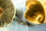 Agaricus auricolor image