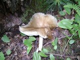 Megacollybia rodmani image