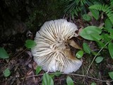 Megacollybia rodmani image