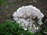Kretzschmaria deusta image