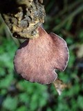 Polyporus ianthinus image