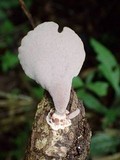 Polyporus ianthinus image