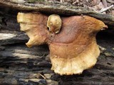 Royoporus badius image