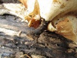 Royoporus badius image