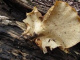 Royoporus badius image