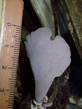 Polyporus ianthinus image