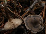 Rhodocybe caelata image