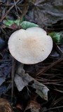 Suillus hirtellus image