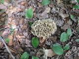 Polyporus umbellatus image