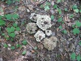 Polyporus umbellatus image