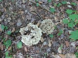 Polyporus umbellatus image