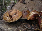 Hemipholiota populnea image
