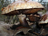 Hemipholiota populnea image
