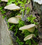 Hohenbuehelia angustata image
