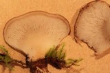 Hohenbuehelia angustata image