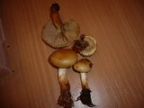 Pholiota elegans image