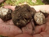 Geopora cooperi image