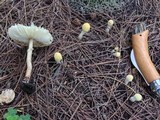 Chlorophyllum hortense image