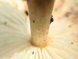 Chlorophyllum hortense image