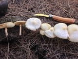 Chlorophyllum hortense image
