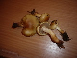 Pholiota elegans image