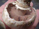 Agaricus bitorquis image