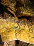 Rigidoporus ulmarius image
