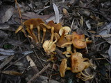 Pholiota conissans image