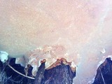 Rigidoporus ulmarius image
