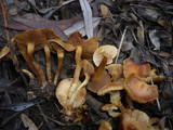 Pholiota conissans image