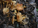 Pholiota conissans image