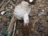 Tricholoma vernaticum image