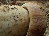Boletus rex-veris image