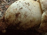 Boletus rex-veris image