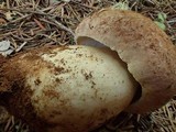 Boletus rex-veris image