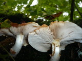 Pholiota lubrica image