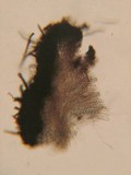 Pseudoplectania nigrella image