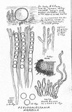 Pseudoplectania nigrella image