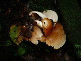 Pholiota lubrica image