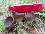 Helvella leucomelaena image