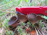 Helvella leucomelaena image