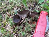 Helvella leucomelaena image