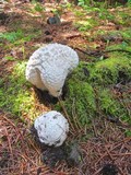 Calvatia sculpta image